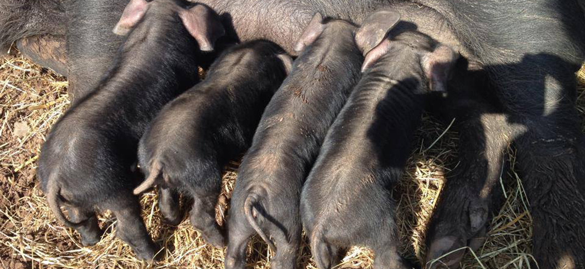 Piglets on Coity Bach